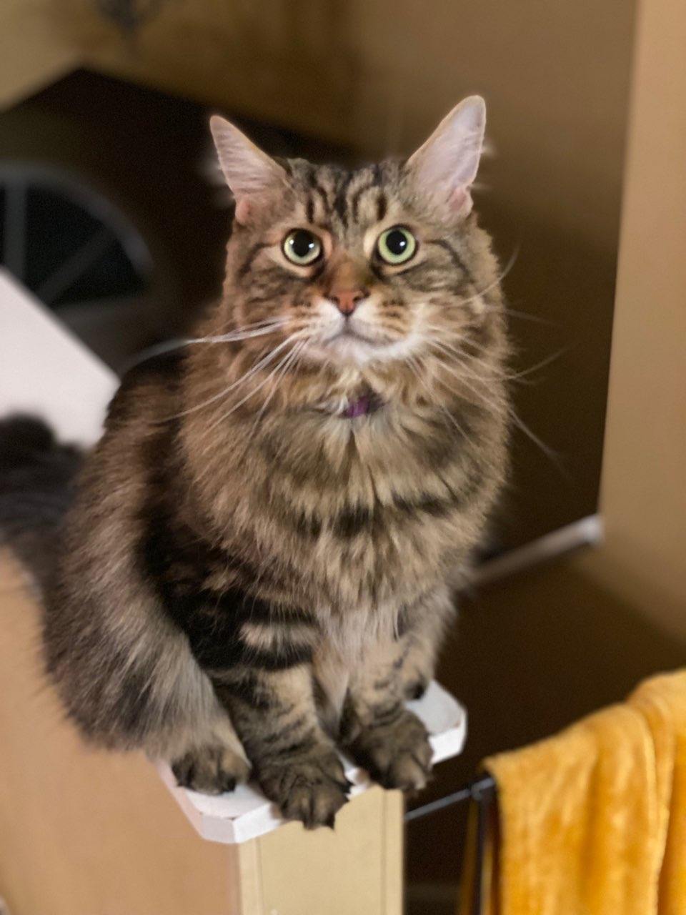 Fluffy Brown Cat