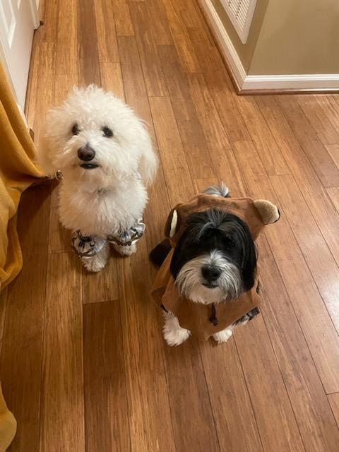 Two Dogs in costume