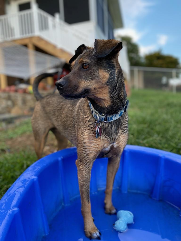 Dog in pool