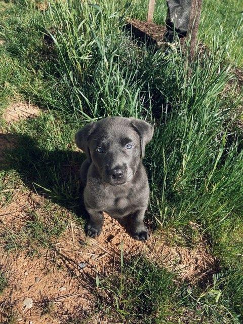 Dog in grass