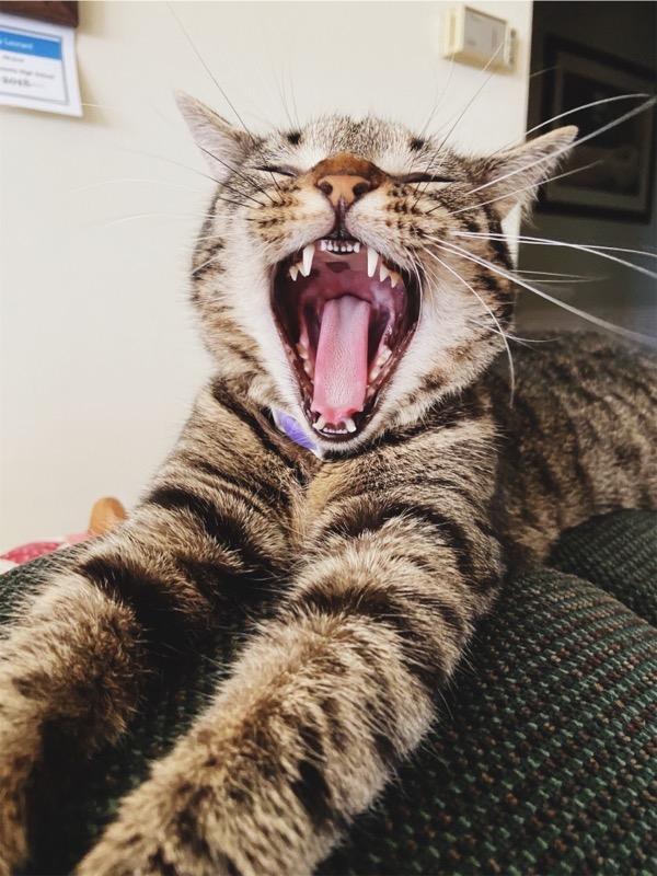 Yawning Cat