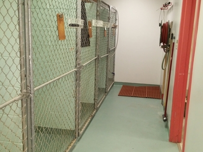 Large Dog Kennels